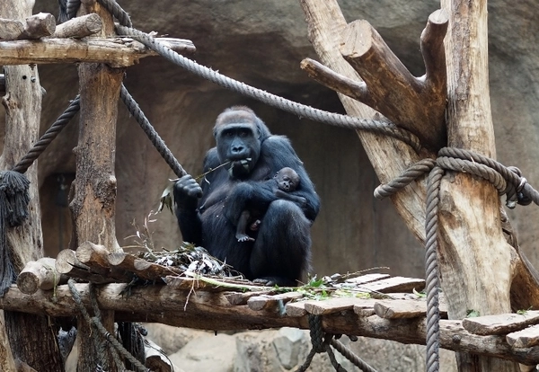 Gorillaweibchen Kibara mit Tochter Kianga