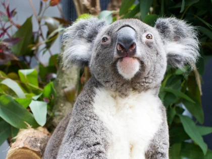 Zwei neue Koalas aus Australien im Zoo Leipzig Zwei neue Koalas aus Australien im Zoo Leipzig
