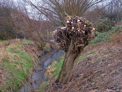 Die AG Naturschutz des Ökolöwen pflegt Kopfweiden