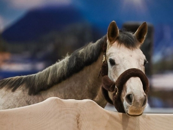 Partner Pferd, Foto: Leipziger Messe