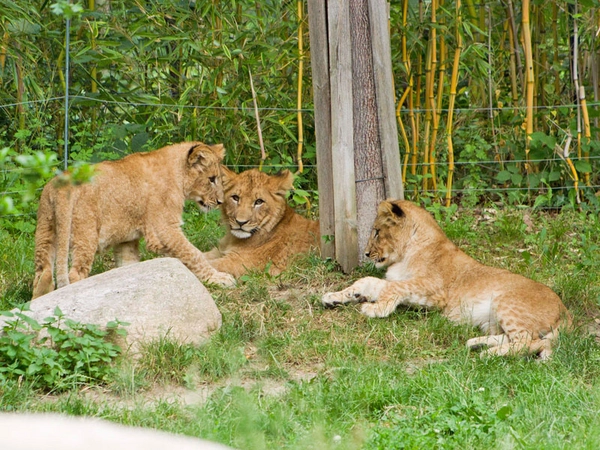 Die drei Löwenjungtiere brauchen einen Namen, Foto: Zoo Leipzig