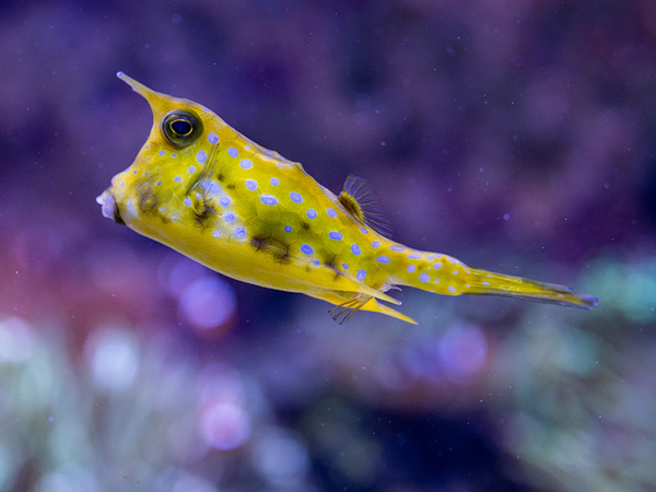 Kuhkofferfisch im Aquarium, Foto: Zoo Leipzig