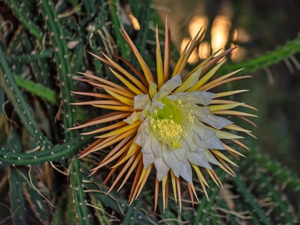 Die Königin der Nacht blüht bald wieder im Botanischen Garten Leipzig