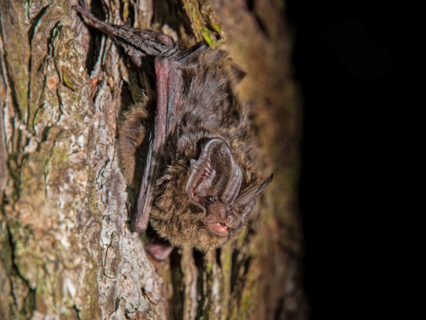 Mopsfledermaus am Baum, Foto: Marco Roßner