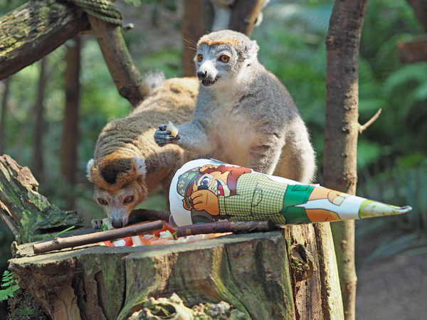 Zuckertütentag im Zoo Leipzig - auch für die Kronenmakis, Foto: Zoo Leipzig