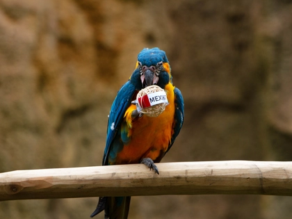 Teampräsentation der WM-ARAkel im Zoo Leipzig