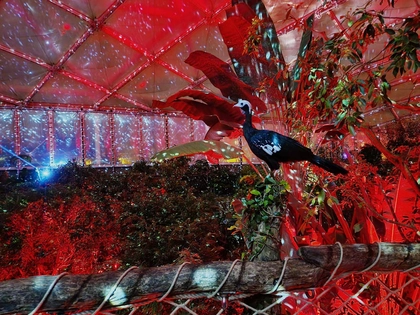 Szenische Lichtspiele beim Magischen Tropenleuchten im Gondwanaland Szenische Lichtspiele beim Magischen Tropenleuchten im Gondwanaland