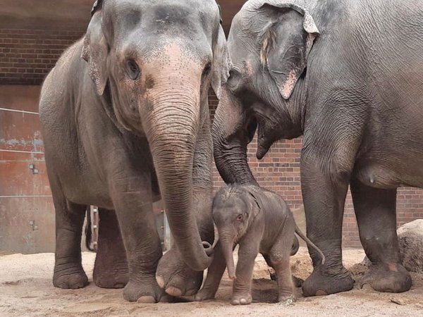 Pantha mit ihrem Sohn und ihrer Mutter Kewa, Foto: Zoo Leipzig
