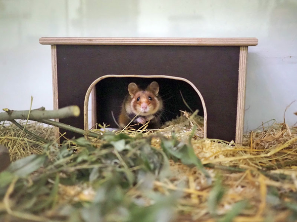 Feldhamster im Gehege, Foto: Zoo Leipzig