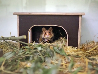Arche Noah für Feldhamster im Zoo Leipzig offiziell in Betrieb genommen Arche Noah für Feldhamster im Zoo Leipzig offiziell in Betrieb genommen