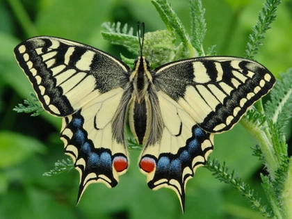 Leipziger Citizen Science-Projekt ruft zur großen Schmetterlingszählsaktion auf und startet Kurzfilm-Wettbewerb
