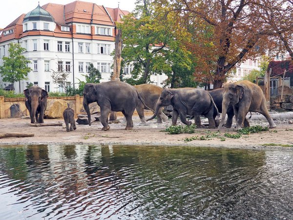 Leipziger und Berliner Elefanten zusammen auf der Außenanlage, Foto: Zoo Leipzig