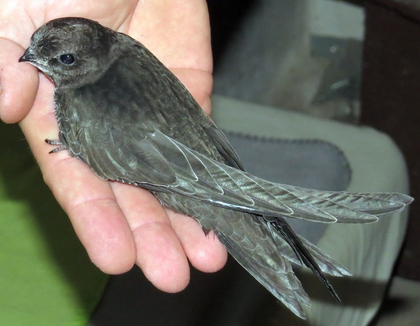 NABU lädt zum 3. Leipziger Mauerseglertag