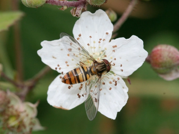 Hainschwebfliege, Foto: NABU