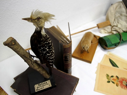 Das Naturkundemuseum Leipzig feiert Museumsfest