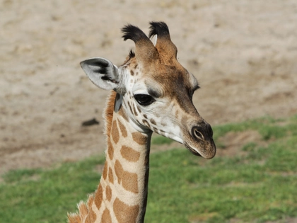 Zoo Leipzig: Voting für Giraffenname beginnt