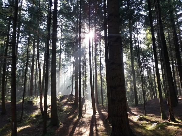 Foto: pixabay.com / uwe_jelting