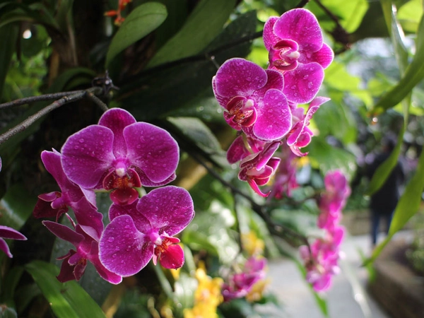 Tropischer Blütenzauber im Reich der Orchideen, Foto: Botanischer Garten Tropischer Blütenzauber im Reich der Orchideen, Foto: Botanischer Garten