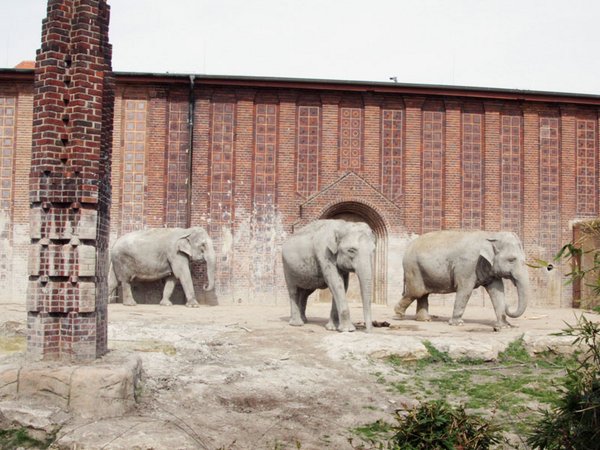 Elefanten vor dem Elefantentempel Ganesha Mandir