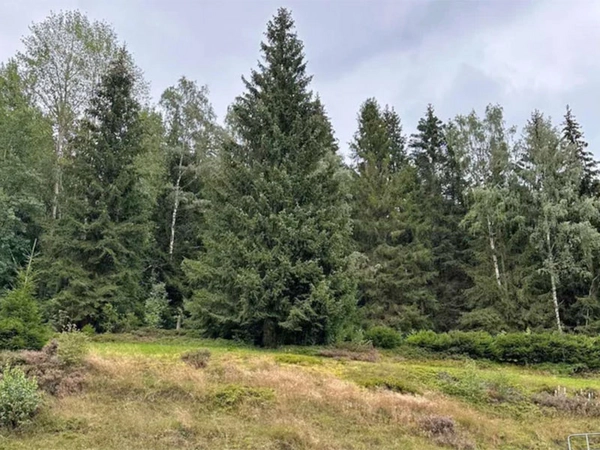Der Leipziger Weihnachtsbaum 2024 kommt aus dem Vogtland. Foto: Wald Jakob