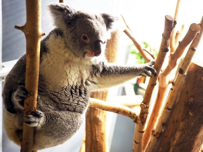 Erster Koala-Nachwuchs im Zoo Leipzig Erster Koala-Nachwuchs im Zoo Leipzig