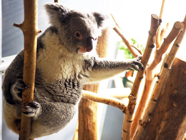 Koala-Weibchen Mandie, Foto: Zoo Leipzig