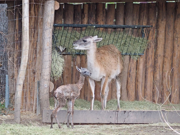 Guanakojungtier Roland nach der Geburt mit Muttertier, Foto: Zoo Leipzig