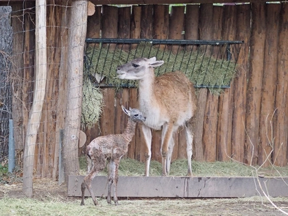 Auf Schlittschuhen durch den Zoo Leipzig Auf Schlittschuhen durch den Zoo Leipzig
