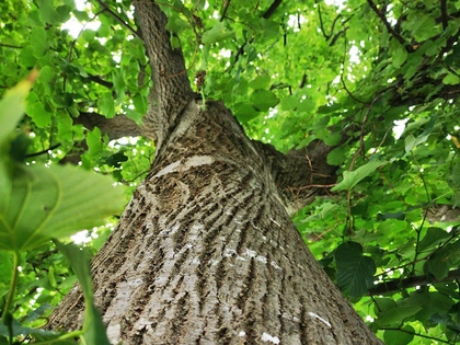 "Baumstarke Stadt": Ein "eigener" Baum ist auch künftig in Leipzig möglich