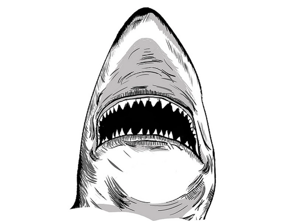 Zeichnung: Megalodonmaul, Copyright: Naturkundemuseum Leipzig