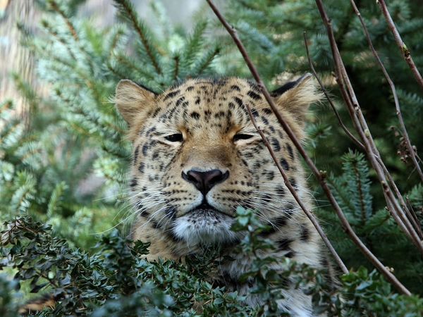 Amurloepard Xembalo im Leoparden-Tal, Foto: Zoo Leipzig
