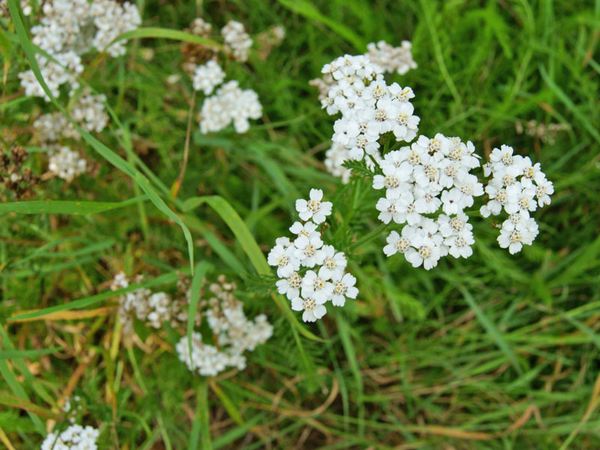 Die Schafgarbe gilt als Allheilmittel für Wunden sowie bei Magen-Darm-Beschwerden. Foto: NABU Leipzig