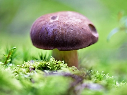 Kostenfreie Exkursion zu heimischen Pilzen in die Neue Harth bei Markleeberg
