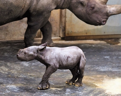 Zoo Leipzig: Zuwachs in der Spitzmaulnashorn-Familie Zoo Leipzig: Zuwachs in der Spitzmaulnashorn-Familie