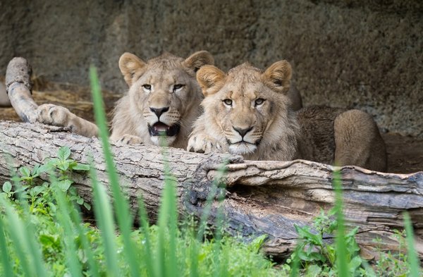 Die beiden Löwen - noch im Zoo Basel.