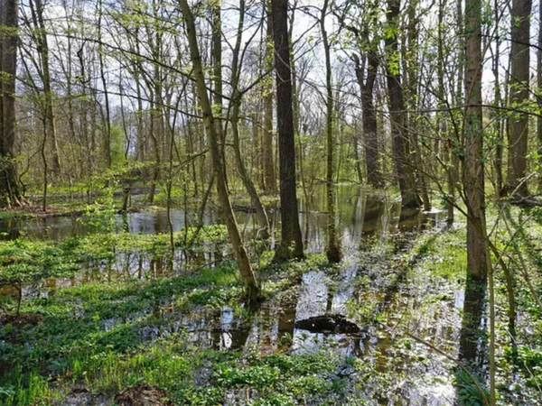 Burgauenbach: Ausuferung, Foto: UFZ / Mathias Scholz