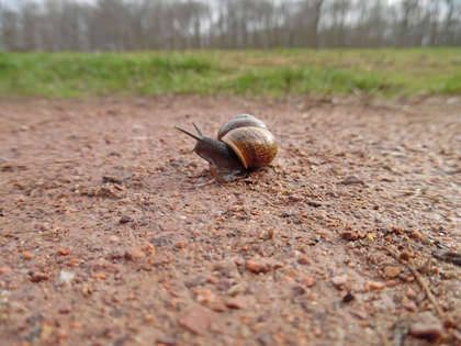Schneckenexkursion im Gebiet des Zschamperts