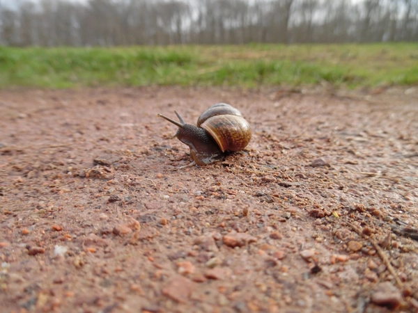 Gefleckte Schnirkelschnecke (Arianta arbustorum), Foto: Maria Vlaic / NABU Sachsen