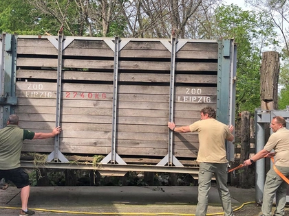 Neues Spitzmaulnashorn im Zoo Leipzig eingetroffen Neues Spitzmaulnashorn im Zoo Leipzig eingetroffen