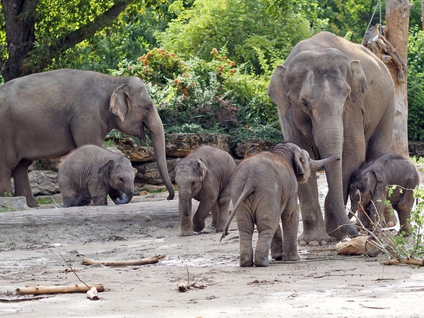 Rüssel-Quartett zusammen unterwegs: Akito, Bao, Ngoc, Zaya, Rani und Tochter (rechts), Foto: Zoo Leipzig