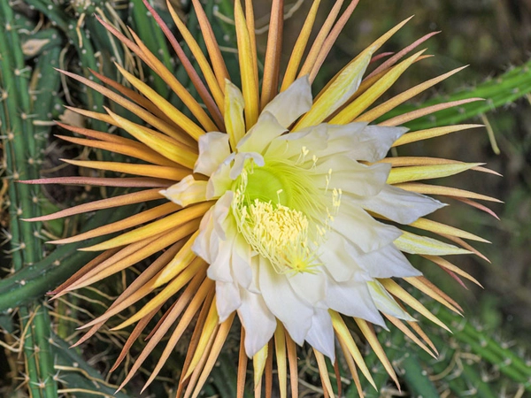 Die Königin der Nacht (Selenicereus grandiflorus) blüht im Botanischen Garten, Foto: W. Teschner