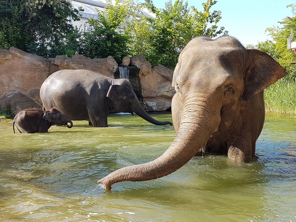 Sommer in Leipzig - mit dem Onlineticket in den Zoo, Foto: Zoo Leipzig