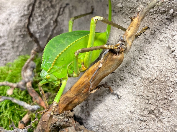 Riesenblattschrecke, Foto: Zoo Leipzig
