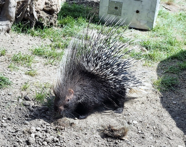 Stachelschwein im Zoo Leipzig