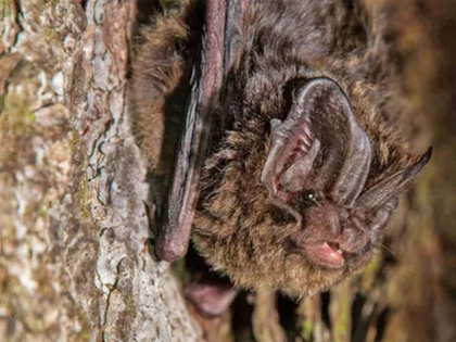 31. Leipziger Auwaldtag