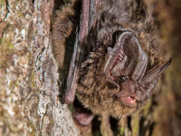 Auwaldart 2024: Mopsfledermaus, Foto: Marco Roßner