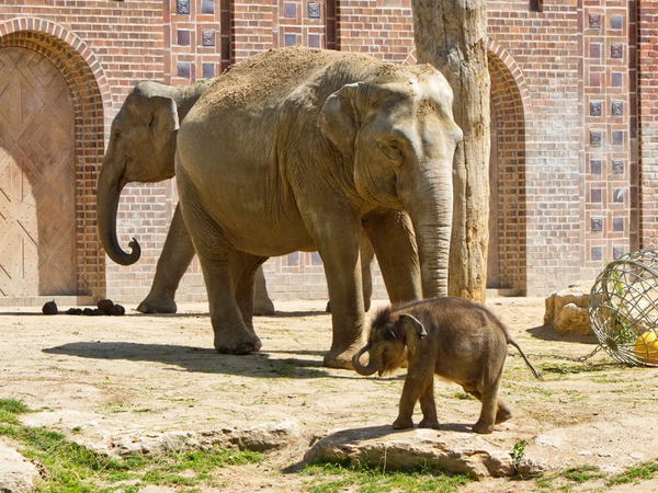Das Jungtier mit Don Chung und Rani auf der Außenanlage, Foto: Zoo Leipzig