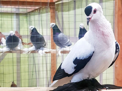 128. LIPSIA-Bundesschau und 106. Nationale des BDRG sowie 15. Landesschau Rassekaninchen auf der Leipziger Messe