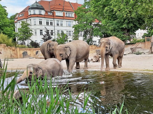 Baden am Elefantentempel - an den Entdeckertagen Elefanten mehr erfahren, Foto: Zoo Leipzig