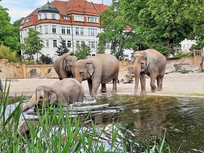 Zoo Leipzig: Eine Lesung im Elefantentempel erleben Zoo Leipzig: Eine Lesung im Elefantentempel erleben